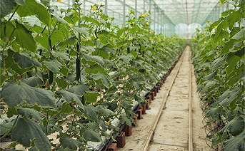 Greenhouses & Polyhouses