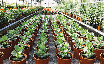 Horticulture & Plantation Areas
